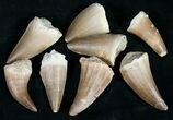 Real Fossil Mosasaur Tooth (Packaged) - Photo 4